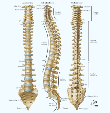 Views of the spine